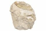 Unprepped Oligocene Mammal Fossils in Rock - South Dakota #198201-1